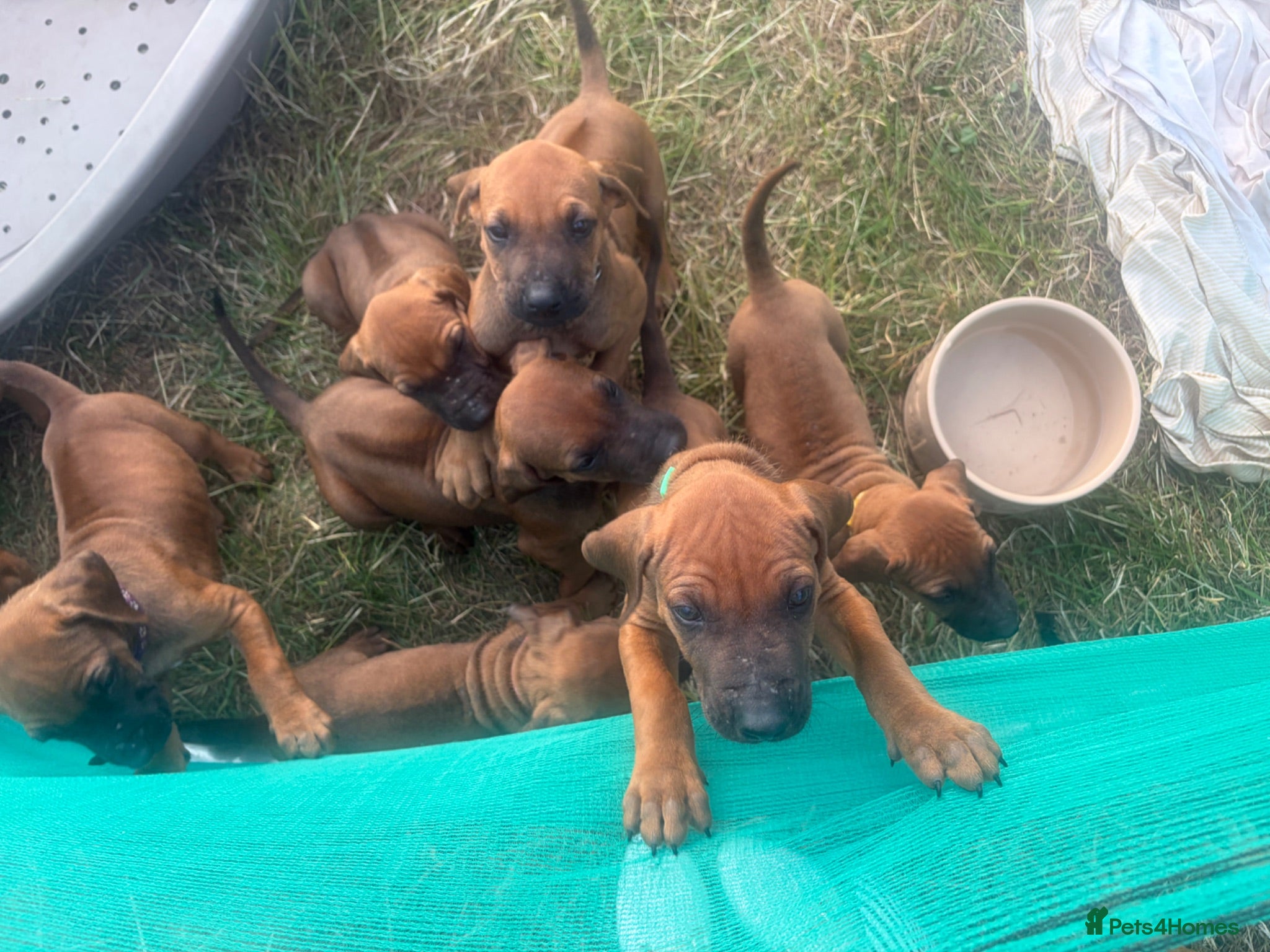 Rhodesian Ridgeback dogs RHODESIAN RIDGEBACKS KC  - Advert 7