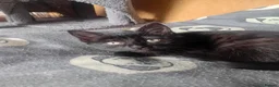 Domestic Shorthair cats for sale: 2 female 2 male kittens ready for their new home  - Advert 8