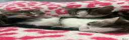 Mixed Breed cats for sale: Gorgeous kittens in Dukinfield - Advert 13