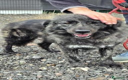 Mixed Breed dogs for adoption: MAGGIE - Image 12