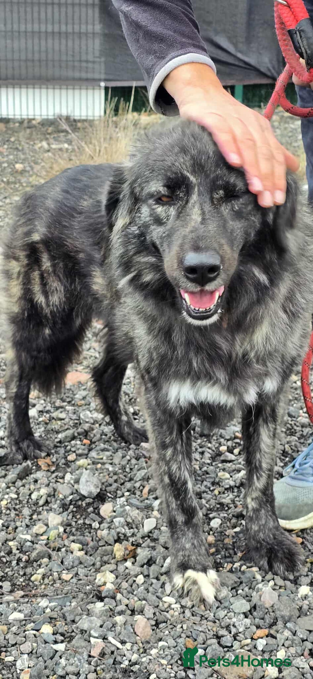 Mixed Breed dogs for adoption: MAGGIE - Image 12