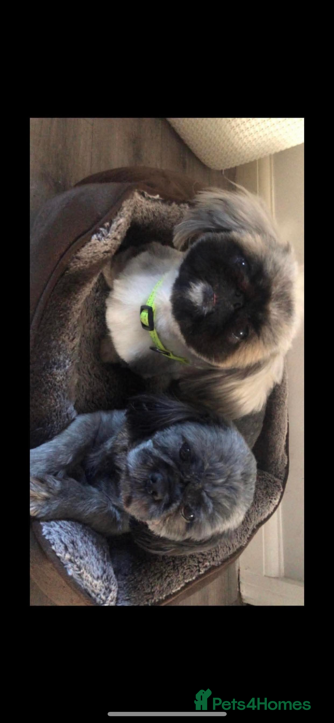 Shih Tzu dogs for sale: Shih tzu + Pekingese  - Image 1