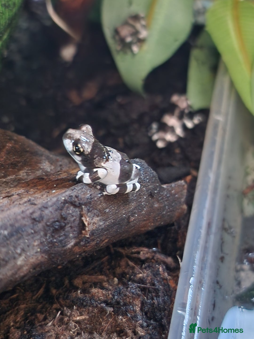 Frog reptiles for sale: Amazon Milk Frog babies - Image 5