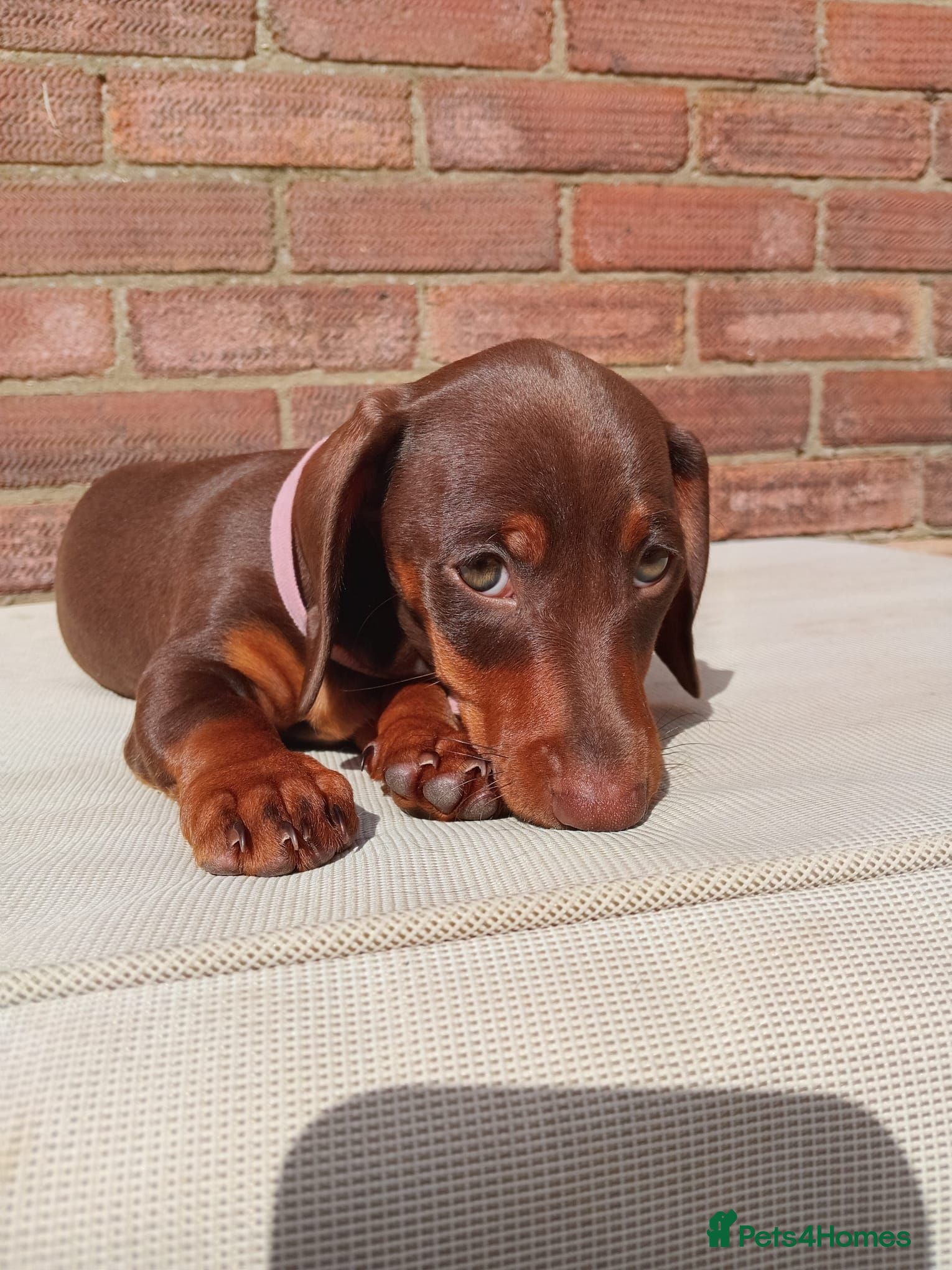 Dachshund dogs 1 beautiful chunky dachshund girl left available  - Advert 1