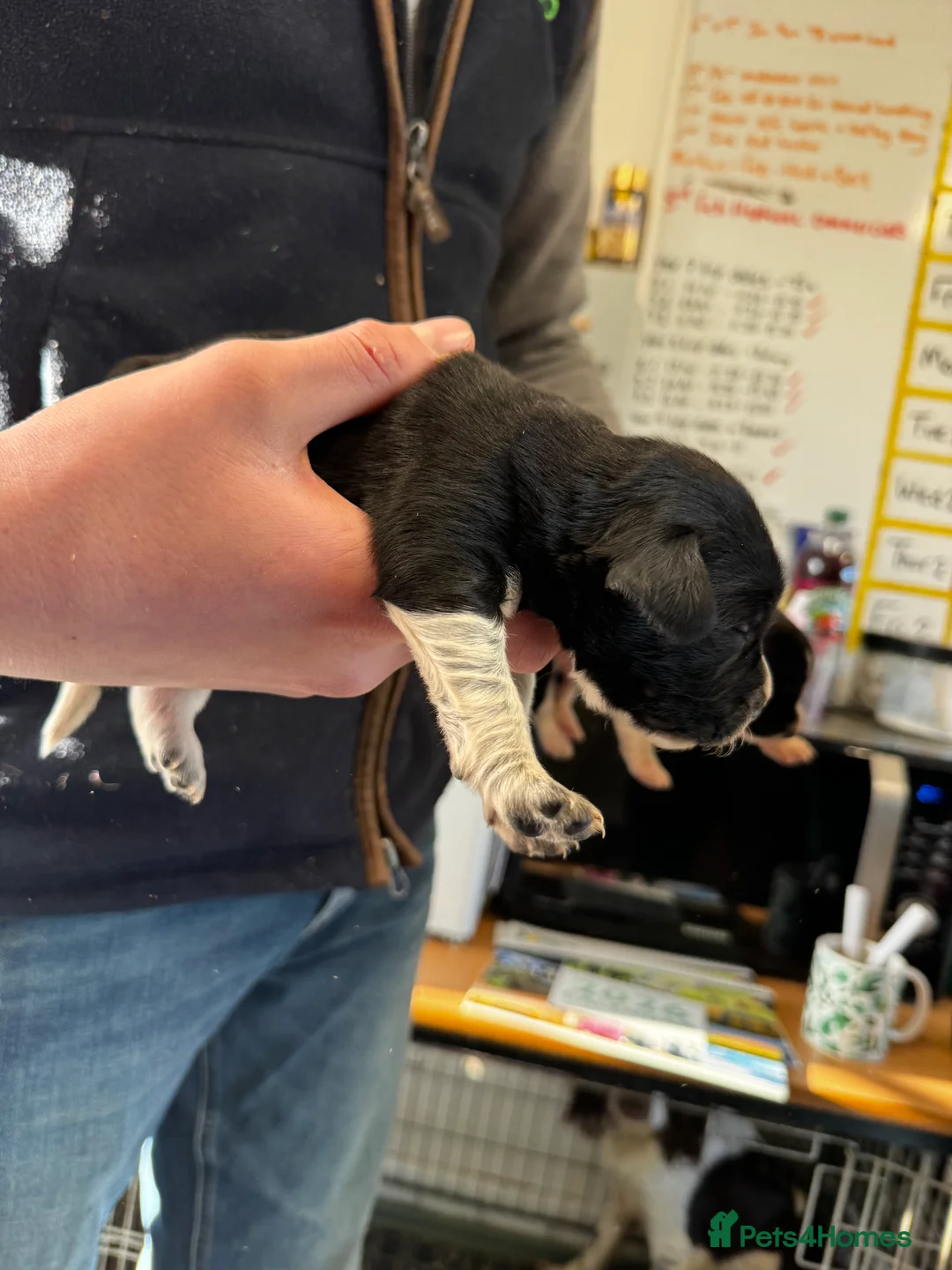 Sprollie dogs for sale: Beautiful Sprollie puppies - Advert 20