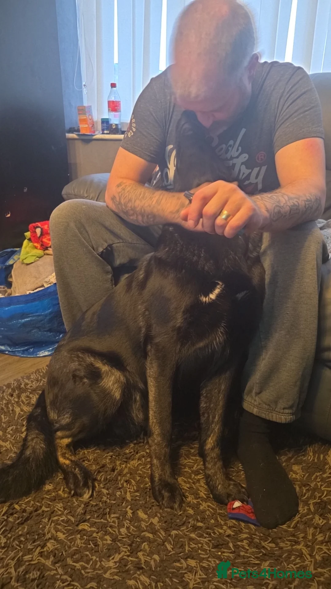 German Shepherd dogs for sale: German shepherd puppies for sale  - Advert 2