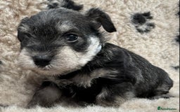 Miniature Schnauzer dogs for sale: Miniature schnauzers pups - Image 24