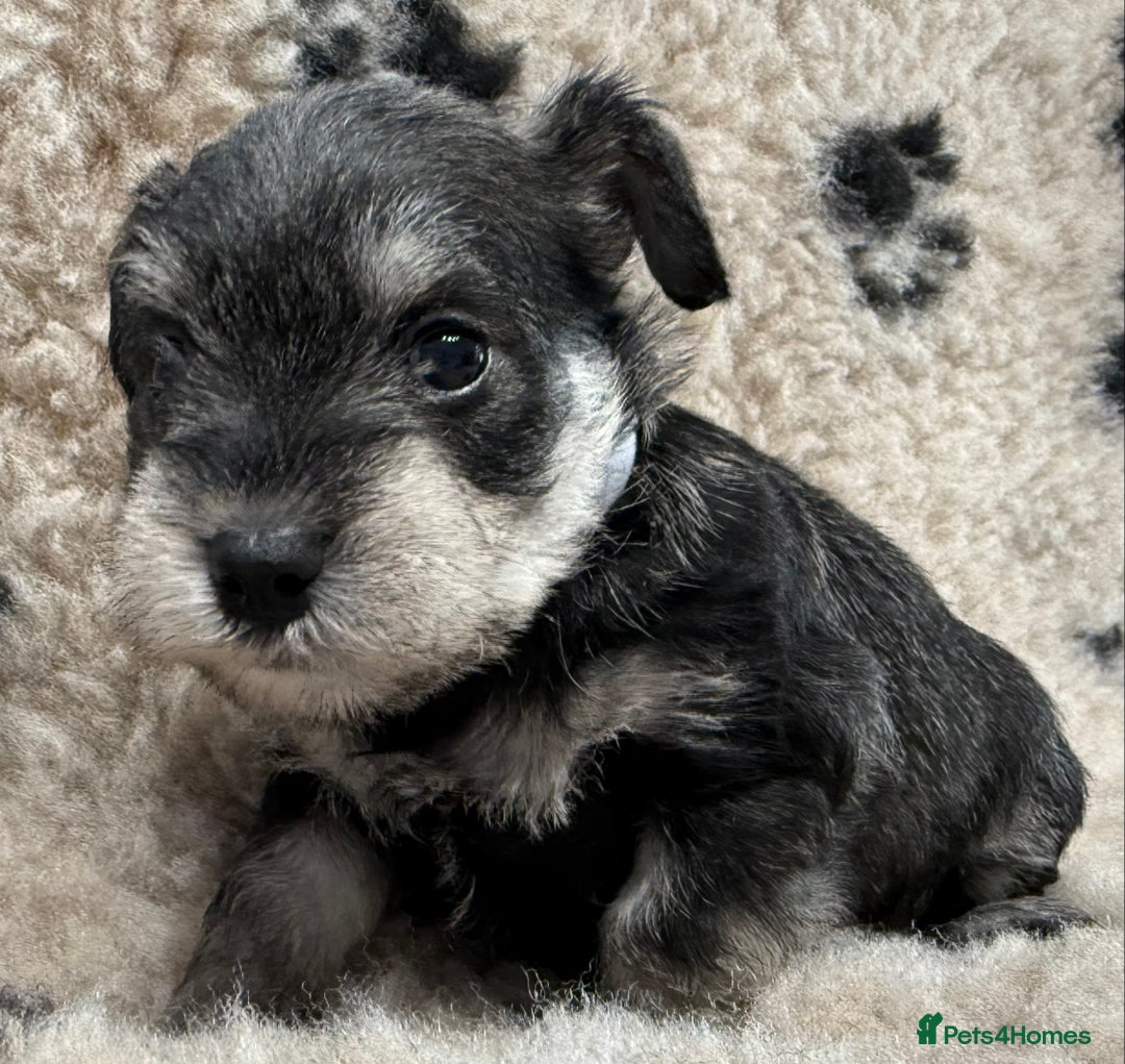 Miniature Schnauzer dogs for sale: Miniature schnauzers pups - Image 24