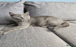 British Shorthair cats for sale: British shorthair kittens for sale.  - Image 6