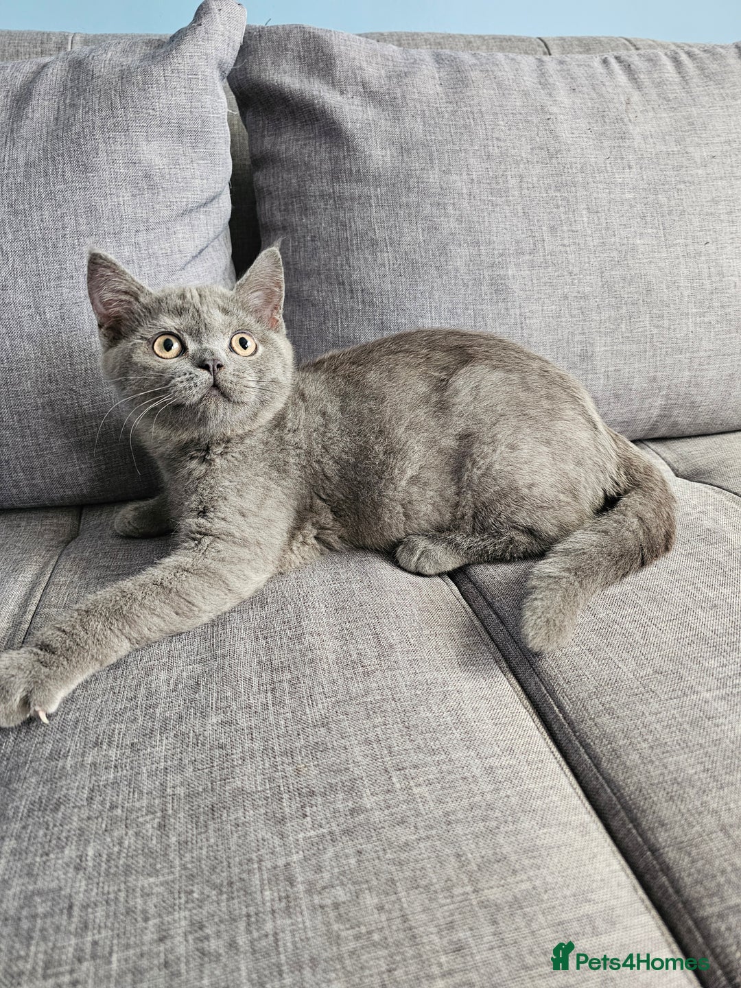 British Shorthair cats for sale: British shorthair kittens for sale.  - Image 6