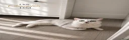 British Shorthair cats for sale: 🐾 Beautiful British Shorthair Kittens✨ 🩷 - Advert 6