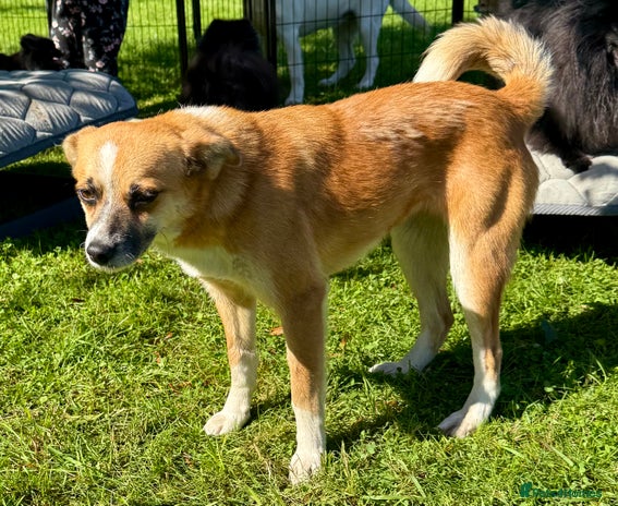 Dogs for adoption in Colchester, Essex | Pets4Homes