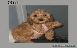 Cavapoo dogs for sale: 5 Cavapoo puppies - Ready now! - Image 1