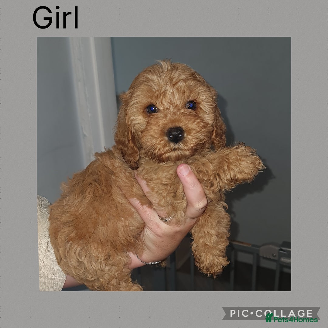 Cavapoo dogs for sale: 5 Cavapoo puppies - Ready now! - Image 1