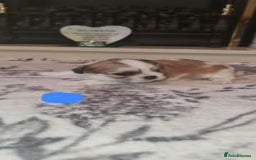 Shih Tzu dogs for sale: Home Raised Shih Tzu Puppies. - Image 7