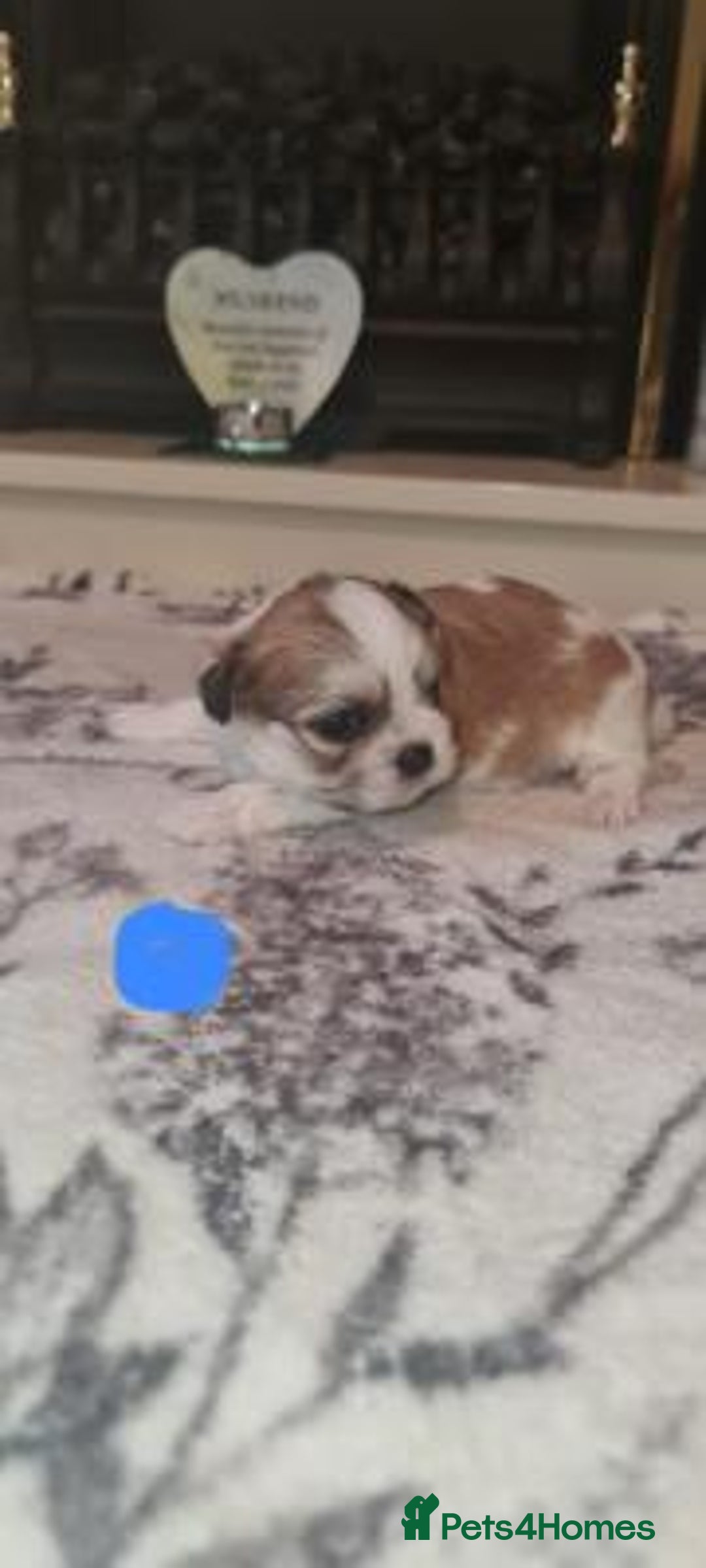 Shih Tzu dogs for sale: Home Raised Shih Tzu Puppies. - Image 7