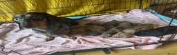 Miniature Dachshund dogs for sale: KC Miniture daschund short haired puppies - Advert 5