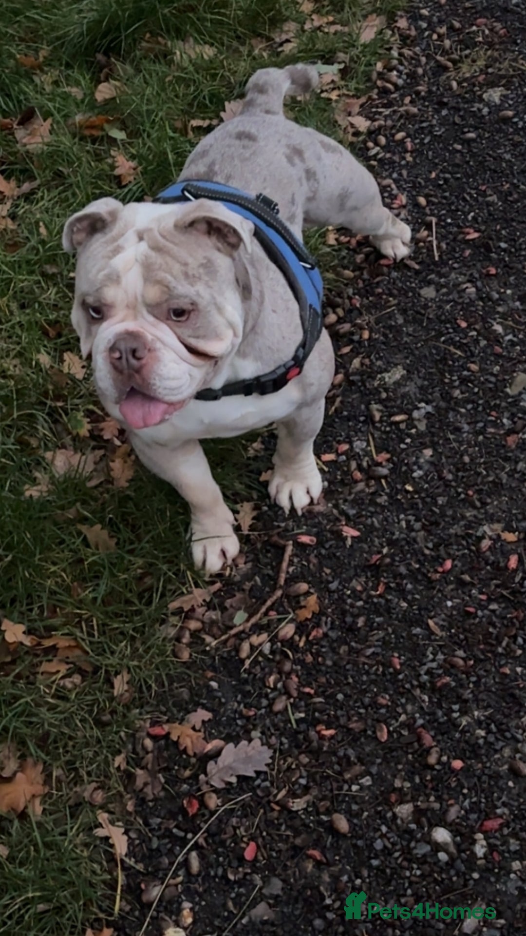 English Bulldog dogs for stud: Spud LILAC MERLER  - Advert 5