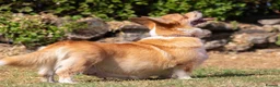 Welsh Corgi Pembroke dogs for sale: Beautiful Welsh Pembroke corgi female  - Advert 18