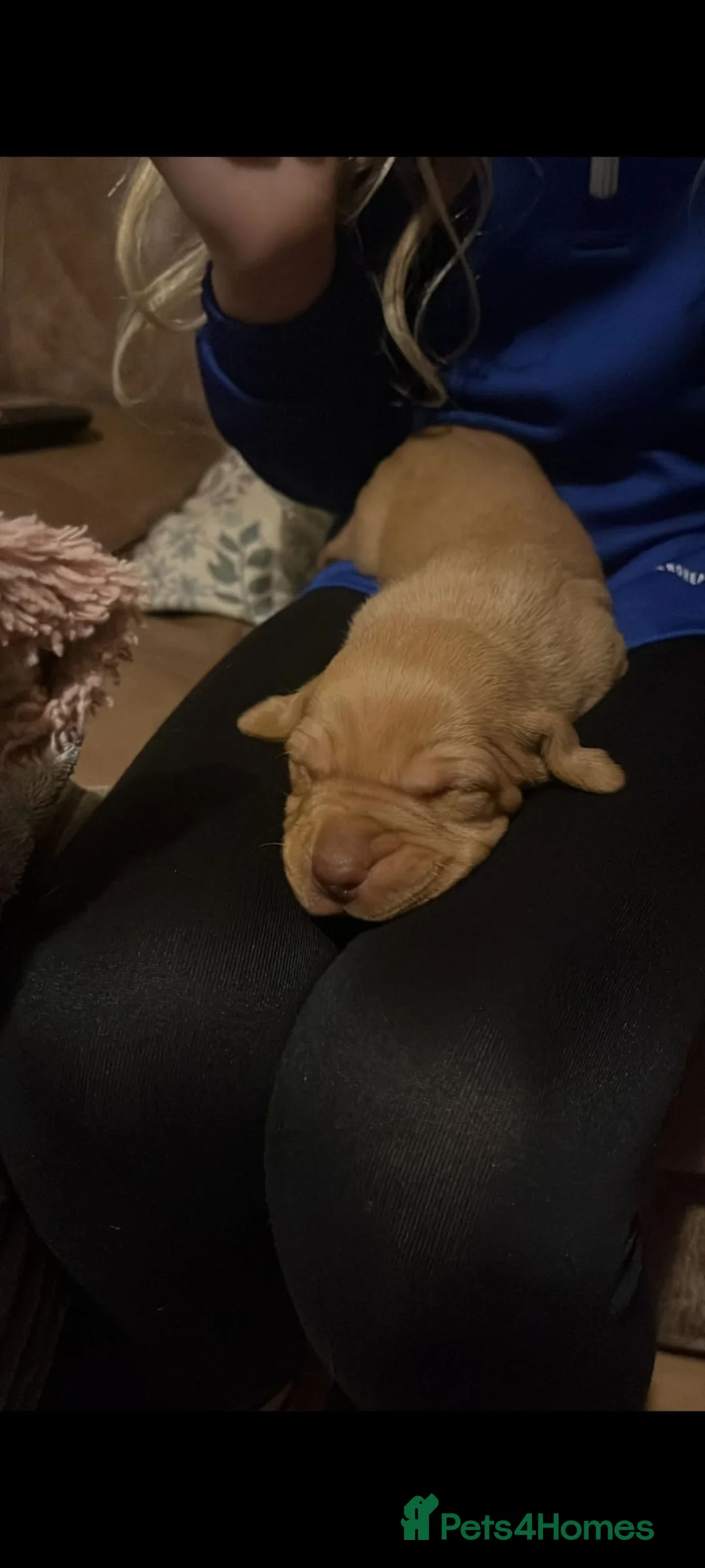 Hungarian Vizsla dogs for sale: Hungarian vizsla pups - Advert 16