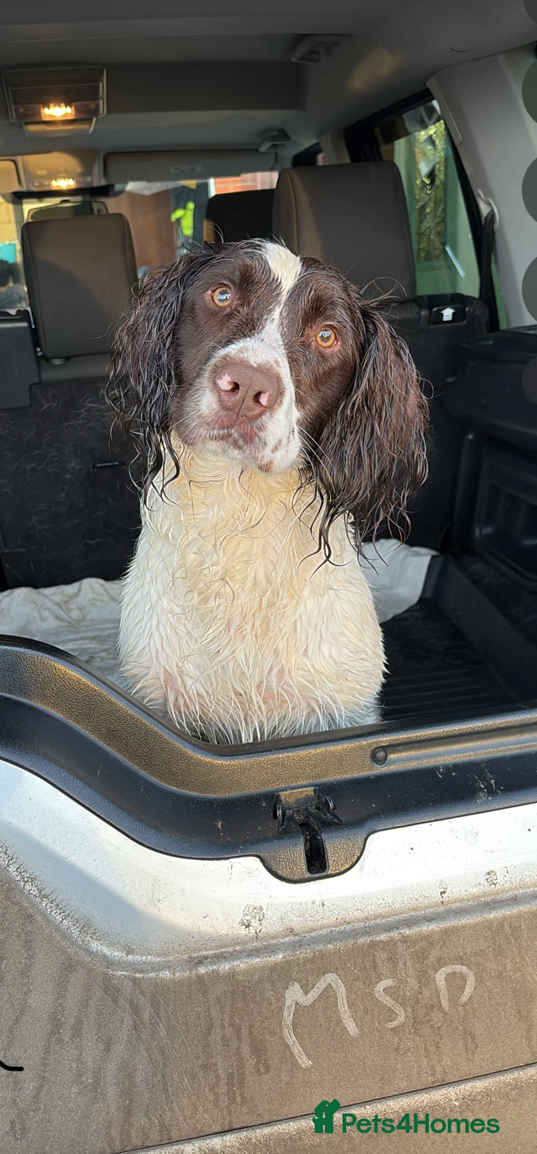 English Springer Spaniel dogs for stud: KC registered springer for stud - Advert 2