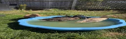Ducks poultry for sale: 3 Female, 1 Drake Indian Runner Ducks in Cheltenham - Advert 4