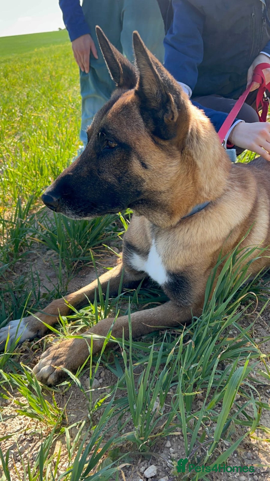 Belgian Shepherd Dog dogs for adoption: Taco is ready for adoption or a foster home - Advert 7