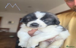 Pyrenean Mastiff dogs for sale: KC registered Pyrenean Mastiffs - Image 18