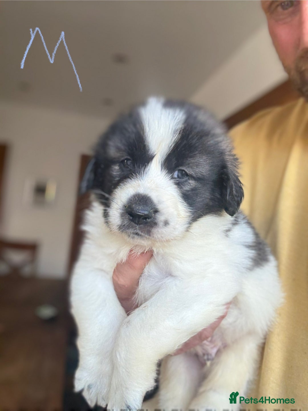 Pyrenean Mastiff dogs for sale: KC registered Pyrenean Mastiffs - Image 18