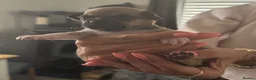 Chihuahua dogs for sale: Gorgeous Rare Chihuahua Puppies  - Advert 10