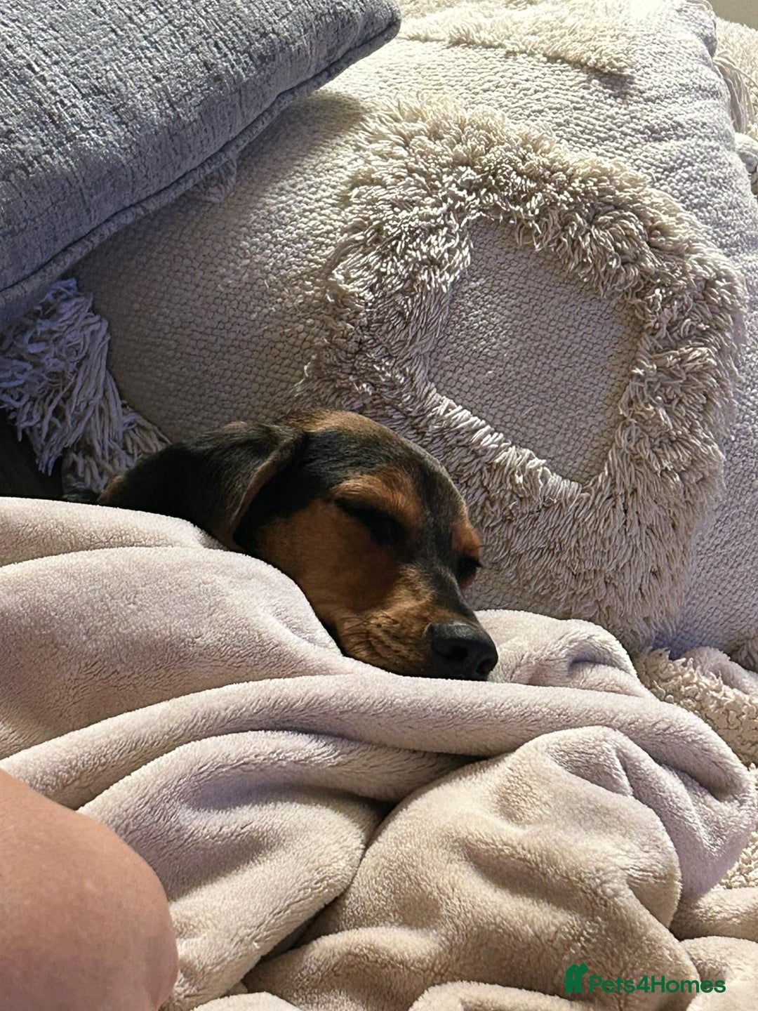 Mixed Breed dogs for adoption: Toyah Sweet gentle small girl - Image 8