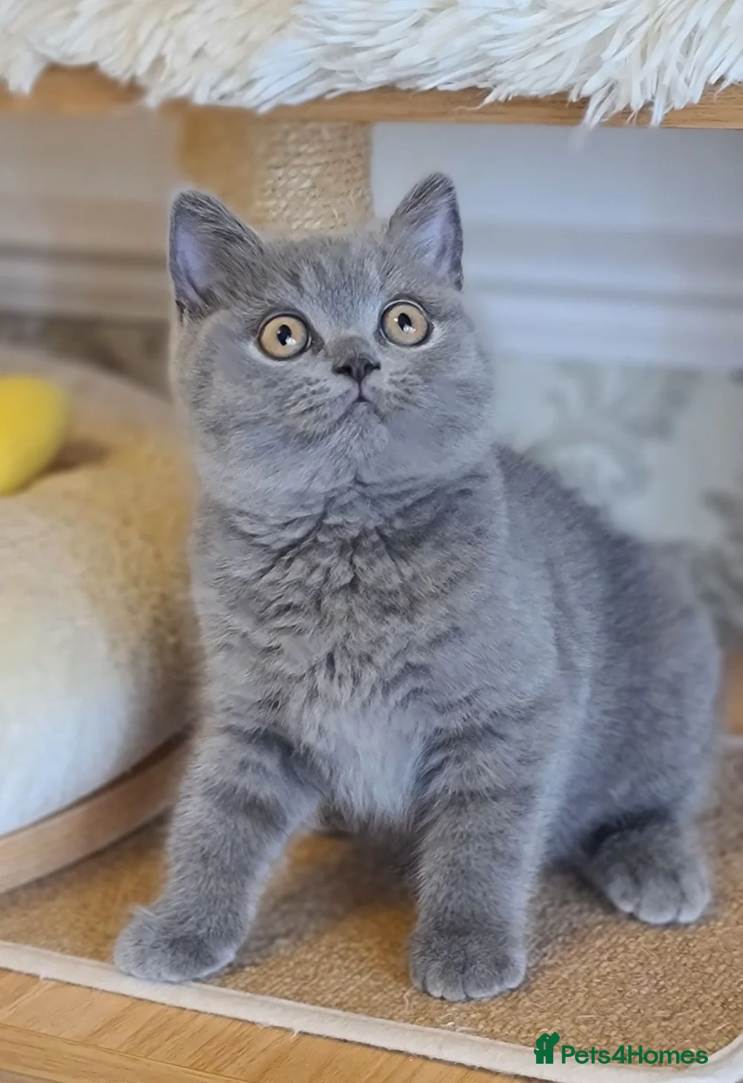 British Shorthair cats for sale: Full vaccination&Register GCCF BSH kittens 💝 - Advert 2