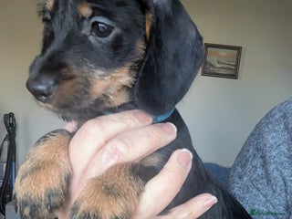 Miniature Dachshund dogs Miniature dachshund puppies - Advert 5