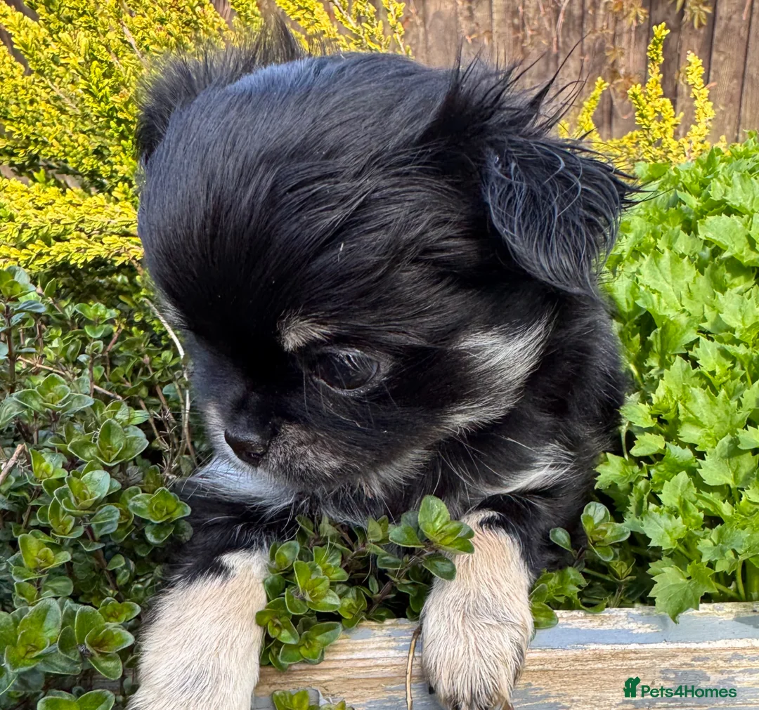 Chihuahua dogs for sale: KC quality Tricolor long coat chihuahua boy  - Advert 7