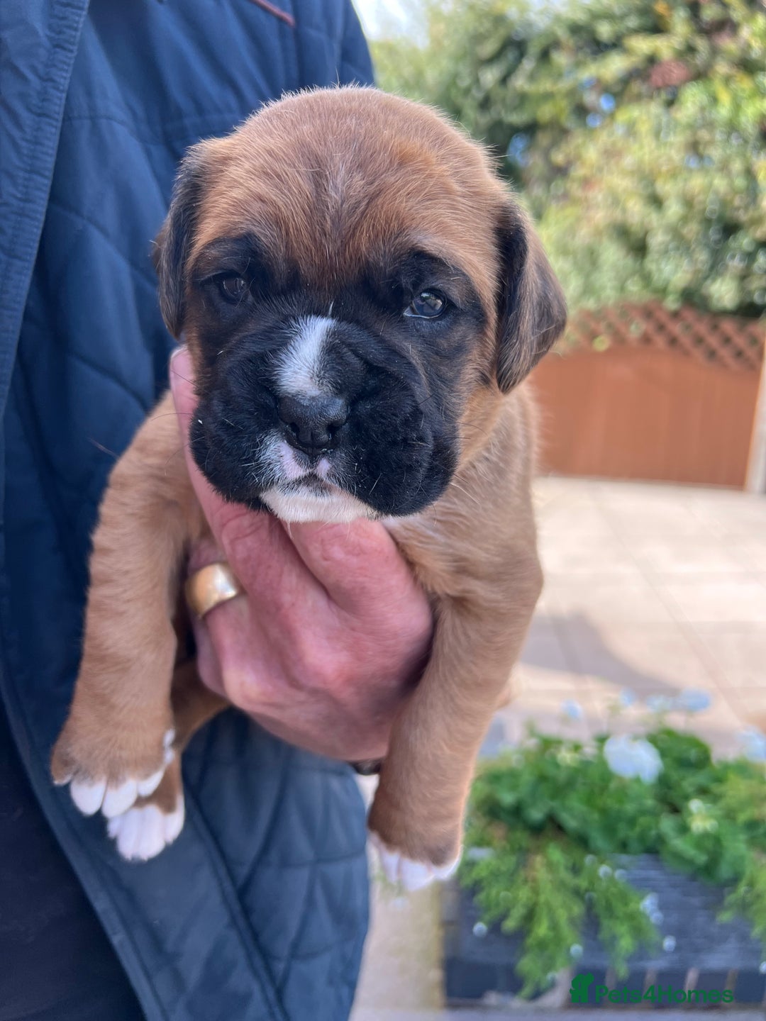 Boxer dogs for sale: KC registered boxer puppies  - Image 2