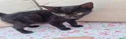 Mixed Breed cats for sale: 5 beautiful black kittens 10weeks 2xfemales 3xmale in Stockport - Advert 16