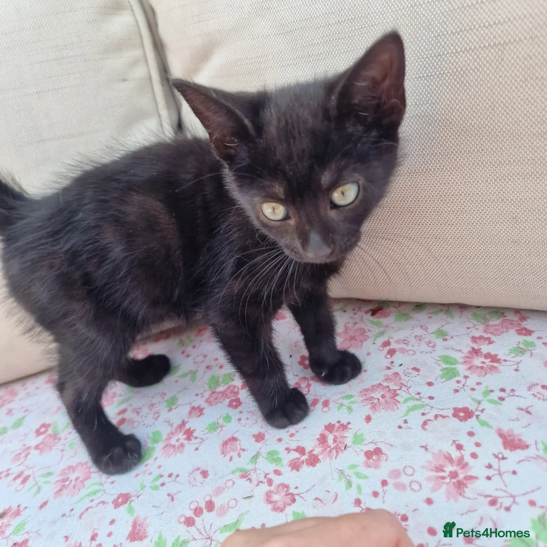 Mixed Breed cats for sale: 5 beautiful black kittens 10weeks 2xfemales 3xmale in Stockport - Advert 16
