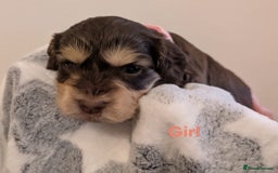 Cockapoo dogs for sale: Beautiful Cockapoo puppies 🐶 😍  - Image 17