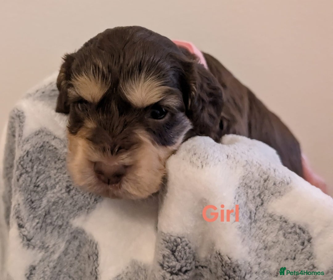 Cockapoo dogs for sale: Beautiful Cockapoo puppies 🐶 😍  - Image 17