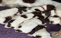 English Springer Spaniel dogs for sale: Beautiful Springer Spaniel working line - Advert 2