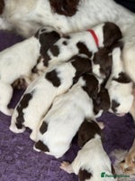 English Springer Spaniel dogs - Advert 1