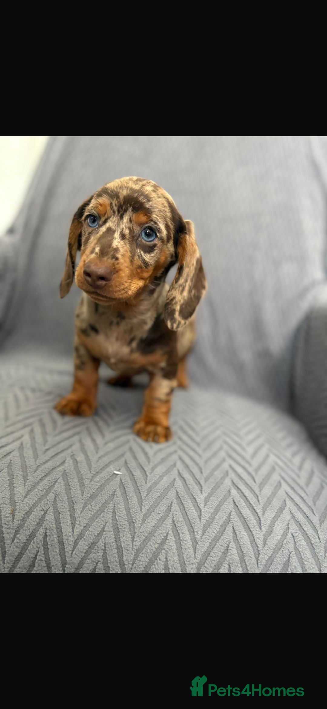 Dachshund dogs for sale: Miniature Dachshund Puppies  - Image 7