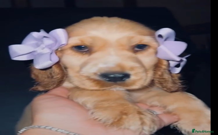 Cocker Spaniel dogs - Advert 3