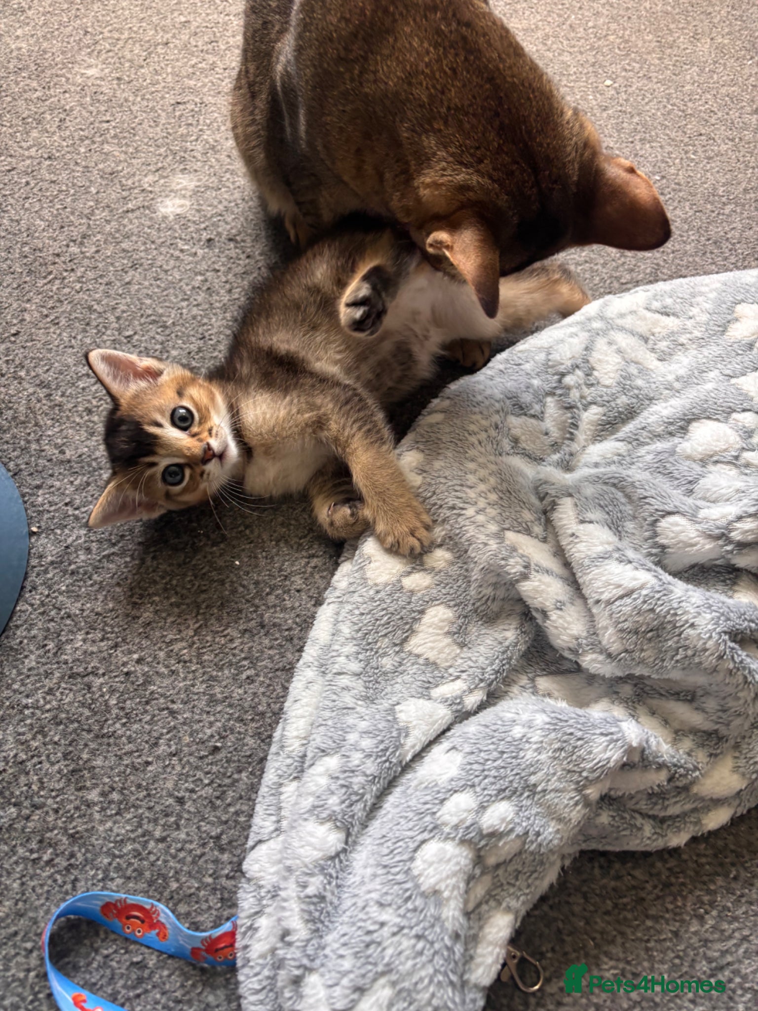 Mixed Breed cats for sale: Male kittens - Advert 2