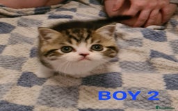 Persian cats for sale: Beautiful Persian X BSH Kittens  - Image 23