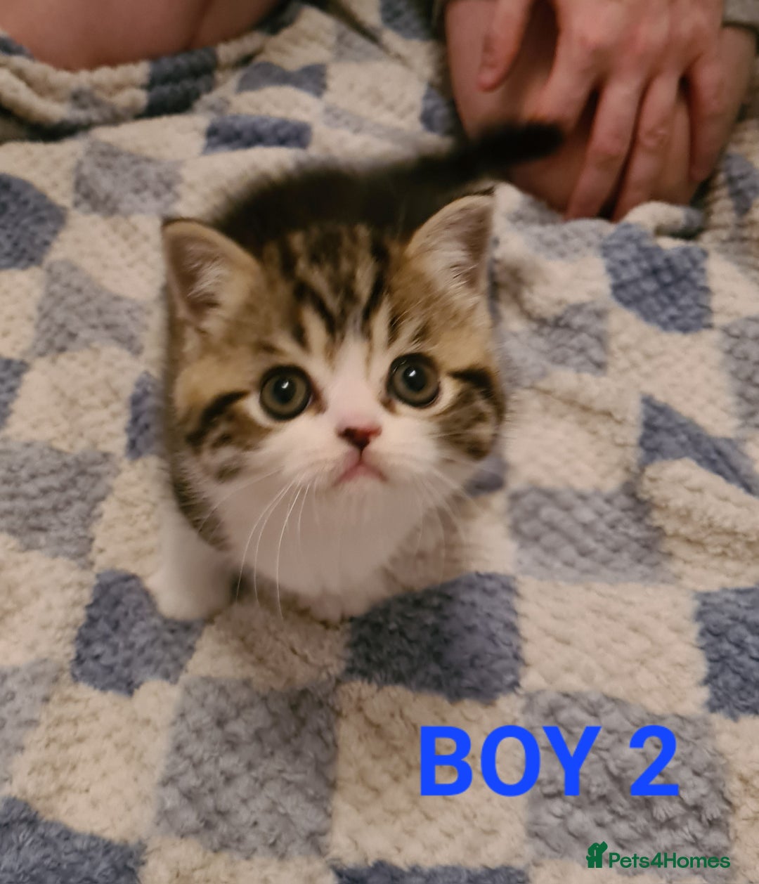 Persian cats for sale: Beautiful Persian X BSH Kittens  - Image 23