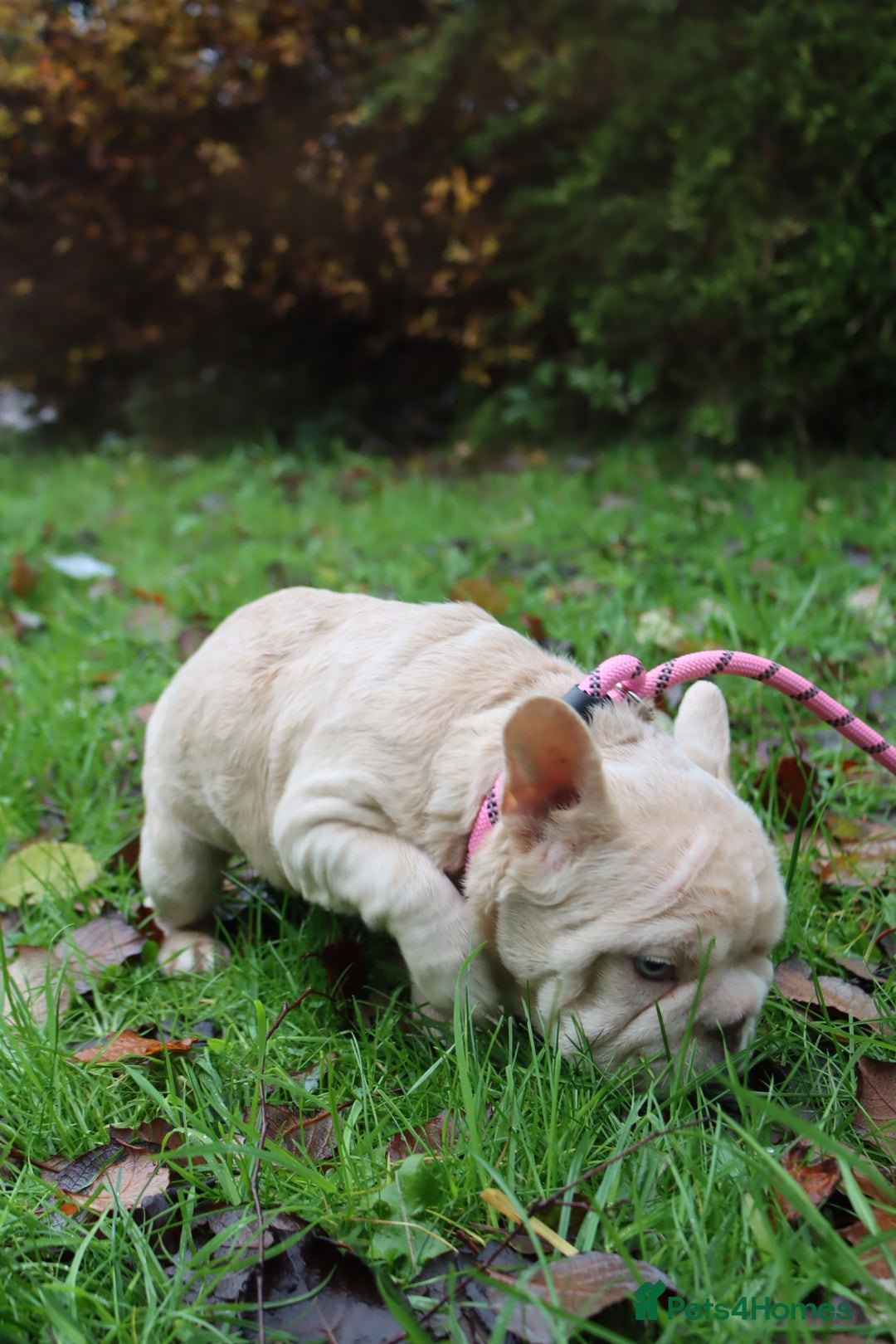 French Bulldog dogs for sale: Panda husky puppy’s  - Advert 13