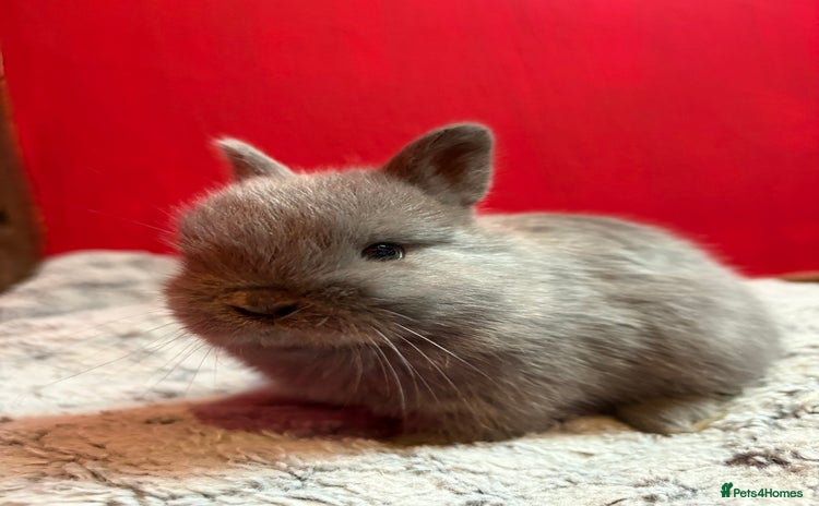 Netherland Dwarf rabbits - Advert 8