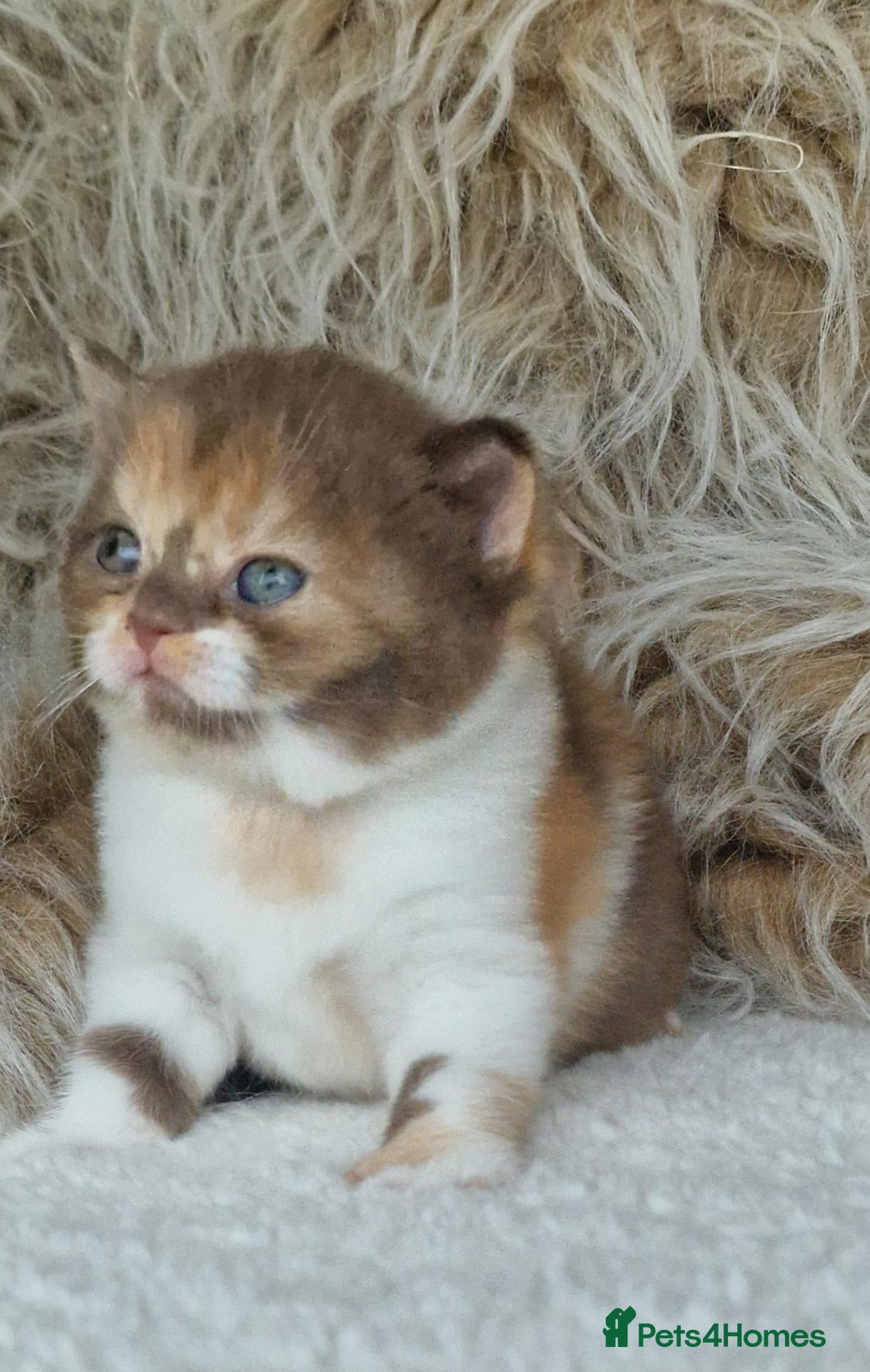 British Shorthair cats Tica Reg BritishShorthair Chocolate Tricolour Girl - Advert 1