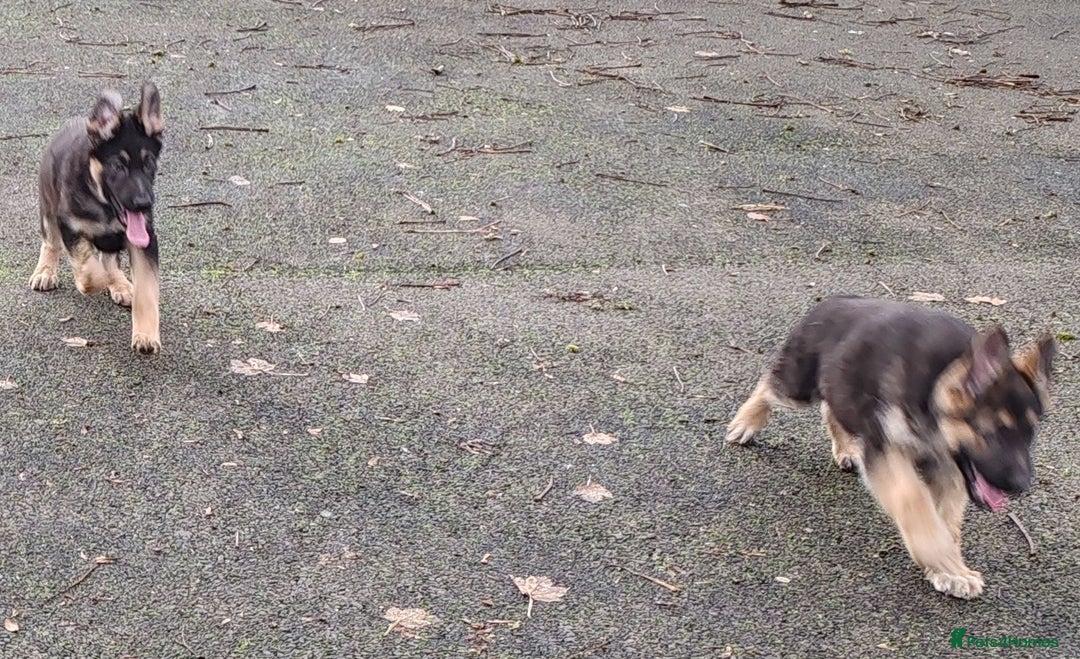 German Shepherd dogs for sale: German Shepherd Puppies - Advert 11